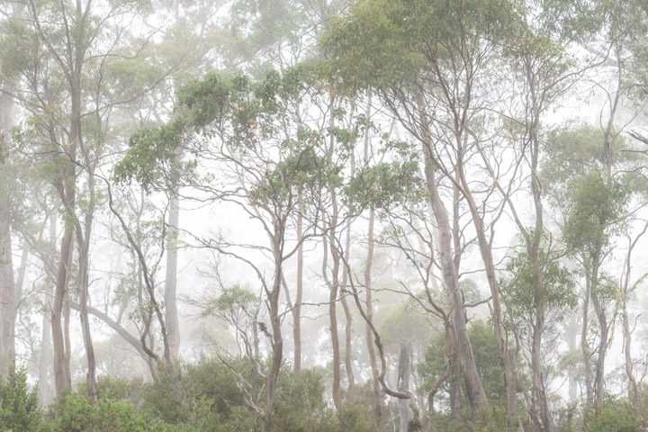 Forest Tasmania